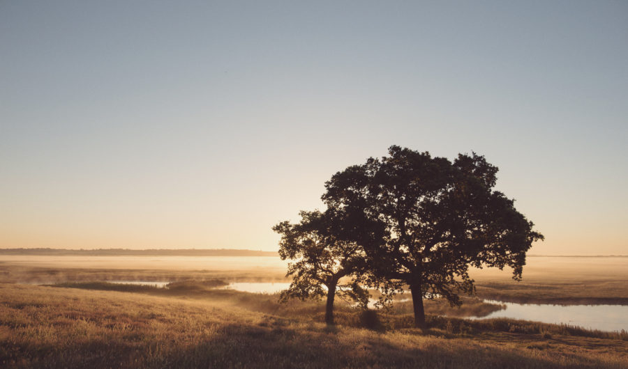 An Escape In Nature at Elmley Nature Reserve