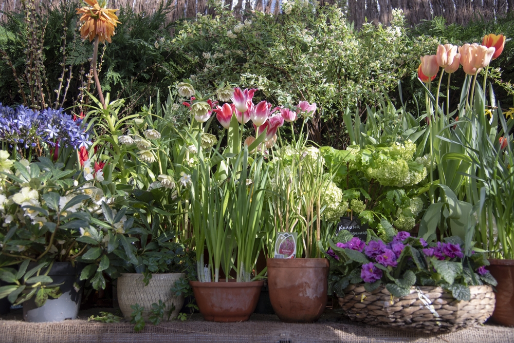 Spring Gardens Are Made In Autumn...From Bulbs To Lawn Care Here's Your Checklist
