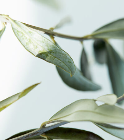 The Blood Pressure Benefits of Olive Leaf Extract