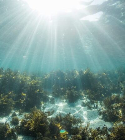 Marine Magic: How To Harness The Ocean's Nutritional Goldmine